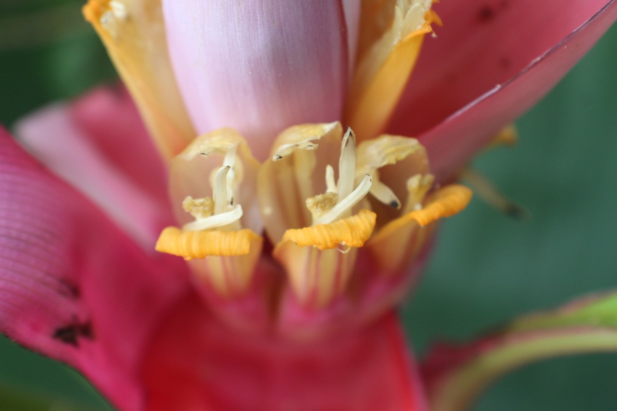 Musa velutina H.Wendl. & Drude